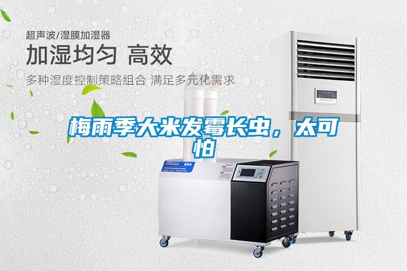 梅雨季大米發(fā)霉長(zhǎng)蟲(chóng)，太可怕