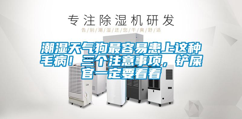 潮濕天氣狗最容易患上這種毛?。∪齻€(gè)注意事項(xiàng)，鏟屎官一定要看看