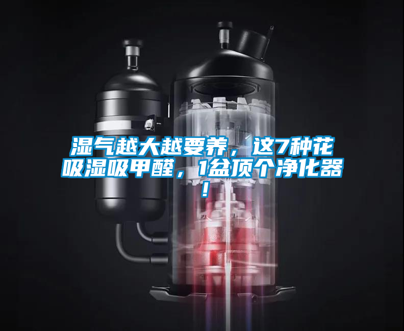 濕氣越大越要養(yǎng)，這7種花吸濕吸甲醛，1盆頂個凈化器！